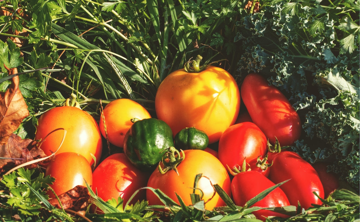 red and yellow tomato fruit