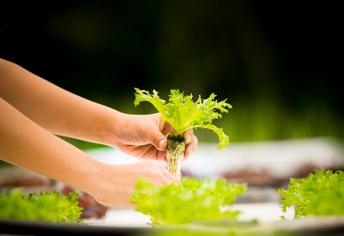 a person holding a plant in their hands